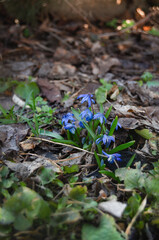 Primroses. Blue scilla.