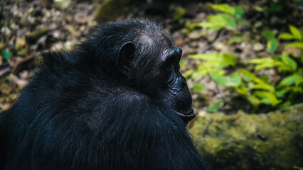 Chimpanzee in Gombe National Park in Tanzania