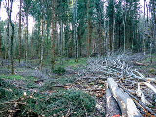 Abholzung in einem Fichtenwald