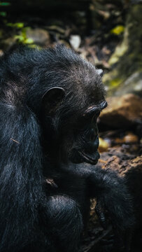 Chimpanzee in Gombe National Park in Tanzania