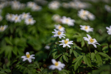 Spring flowers in the park