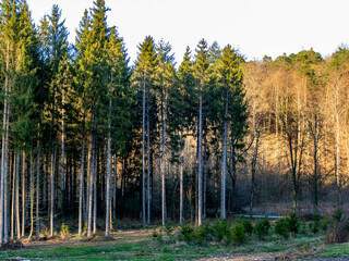 Wiederaufforstung im Mischwald im Frühjahr