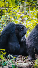 Chimpanzees in Gombe National Park in Tanzania