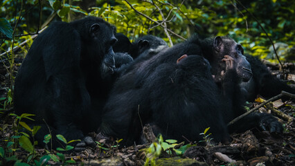 Chimpanzees in Gombe National Park in Tanzania