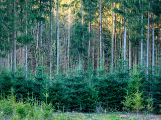 Obraz premium Wiederaufforstung im Mischwald im Frühjahr