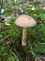 Mushroom in a Forest Setting A Celebration of Natures Beautiful Fungi and Flora