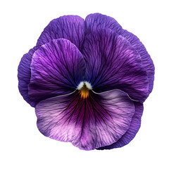 A Violet Pansy with Velvety Petals Isolated on Transparent Background