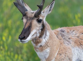 Male Pronghorn with Horns in Custer State Park, South Dakota, USA
