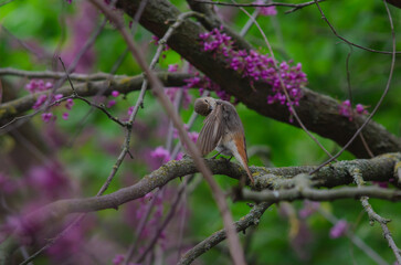 A bird preening its feathers on a branch of a flowering tree.