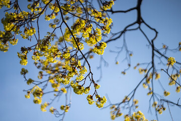 Fresh spring tree branches.
