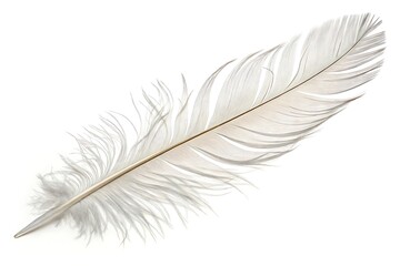 Fototapeta premium Elegant white feather isolated on white background