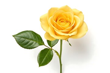 Beautiful yellow rose flower isolated on white background