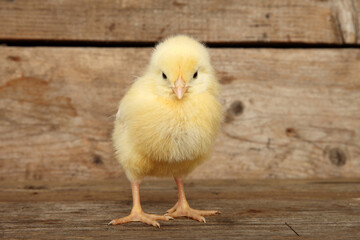 Yellow chick on a wooden background