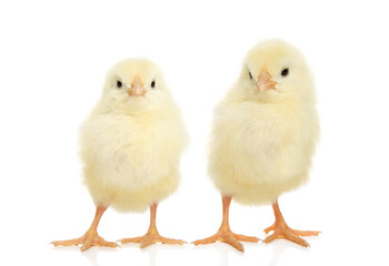 Two Fluffy Chicks in Easter Spring Scene