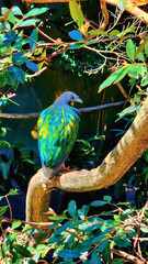 Nicobar pigeon