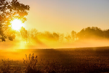 sunrise in the field