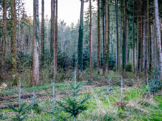 Obraz premium Wiederaufforstung im Mischwald im Frühjahr