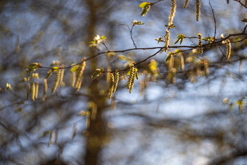 Fresh spring tree branches.