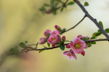 pink flowers in spring