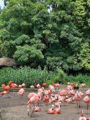 A Beautiful and Vibrant Gathering of Flamingos in Natures Splendor and Wonderfulness