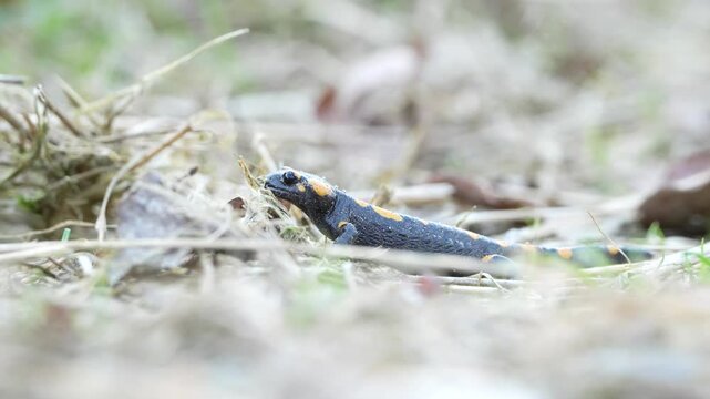 Salamandra salamandra aka fire salamander in his habitat on the field near to forest. Spring amphibian migration. Threatened species. Funny movements.