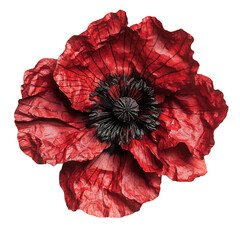 Vibrant Red Poppy with Delicate Crinkled Petals Isolated on Transparent Background