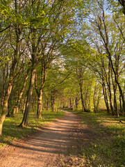 Obraz premium A Beautifully Serene and Tranquil Forest Pathway Nestled Beneath Lush Greenery Awaits You