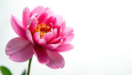 Fototapeta premium Isolated peony flower against white background with subtle light, flower, peony, floral