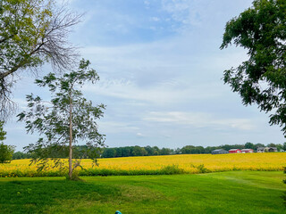 yellow field