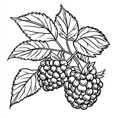 Line art drawing of two blackberries on a branch with leaves.
