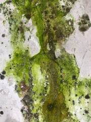 Close-up of a wall with worn texture and vibrant green moss. Details of the surface and moss growth visible. Ideal for projects on textures and abstract backgrounds.
