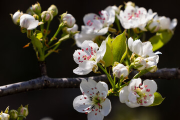 Naklejka premium pear blossom