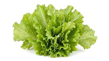Fototapeta premium Freshly picked lettuce vibrant green leaves with a crispy texture and delicate ruffled edges set against a clean white backdrop