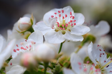 pear blossom