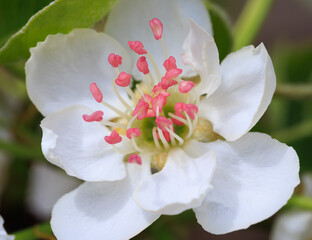 pear blossom