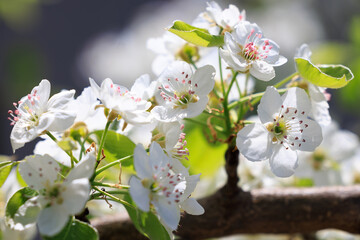 pear blossom