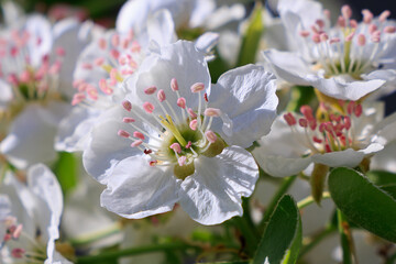 pear blossom