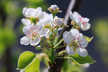 pear blossom