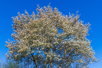 Blühende Felsenbirne