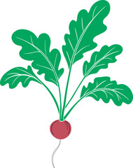 Red Radish. Image of a ripe radish with green leaves. Fresh radish.