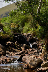 sumer, mauntain small stream surrounded by trees