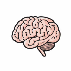 Human brain illustration showing anatomy on white background