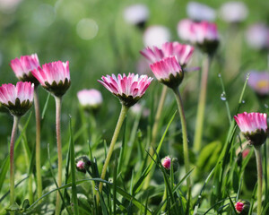 Pink lawn daisies, closeup