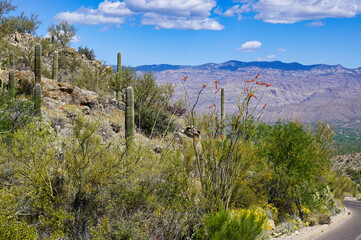 Saguaro National Park in the Sonoran Desert Near Tucson Arizona