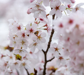 A bee on the cherry blossom pollinating the tree