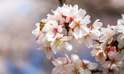 A bee on the cherry blossom pollinating the tree