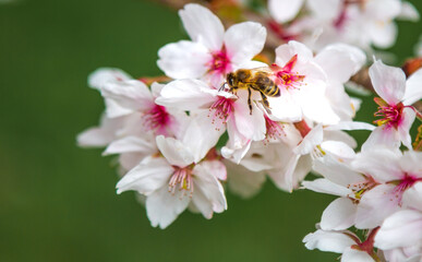 A bee on the cherry blossom pollinating the tree