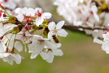 A bee on the cherry blossom pollinating the tree
