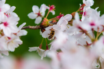 A bee on the cherry blossom pollinating the tree