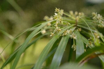 close-up of dwarf papyrus on a defocused background